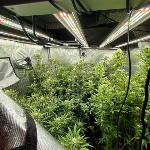 EDM # 3 growlog timeline photo
