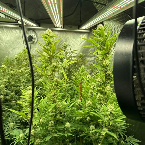 EDM # 3 growlog timeline photo
