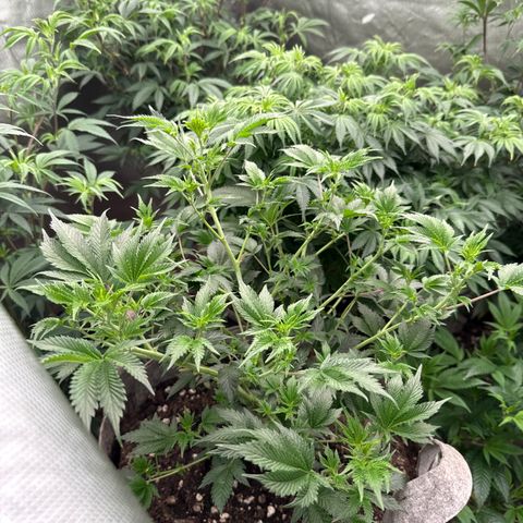 Tropicana Cherry growlog timeline photo