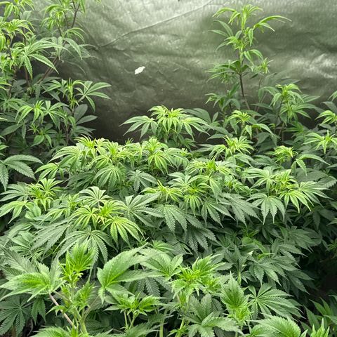 Bazooka Bubble  growlog timeline photo