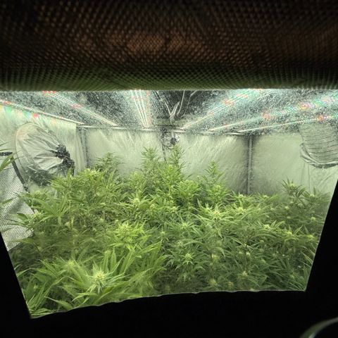 EDM # 3 growlog timeline photo