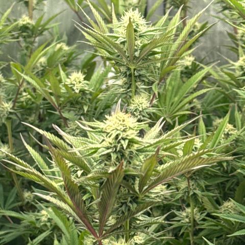 Apple AK #3 growlog timeline photo