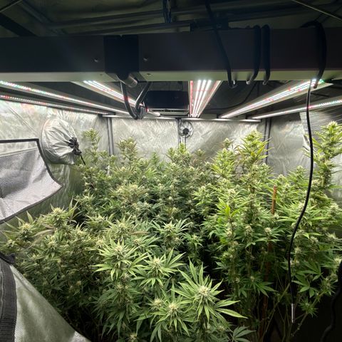 EDM # 3 growlog timeline photo