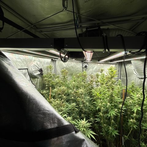 Apple AK #3 growlog timeline photo