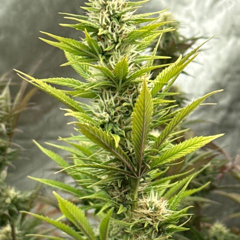 EDM # 3 growlog timeline photo