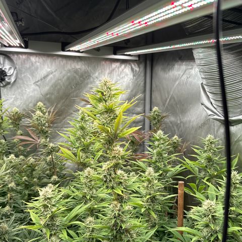 EDM # 3 growlog timeline photo