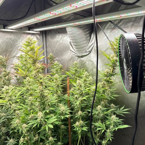 EDM # 3 growlog timeline photo