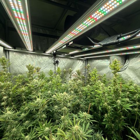 Apple AK #3 growlog timeline photo