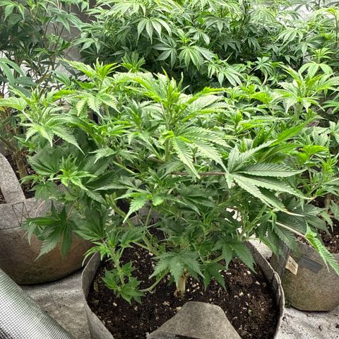 Tropicana Cherry growlog timeline photo