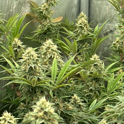 Apple AK #3 growlog timeline photo