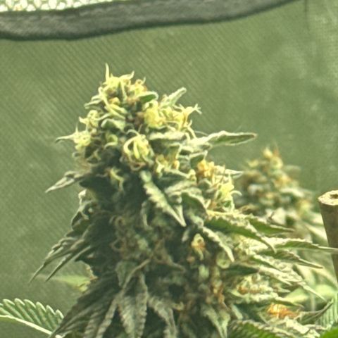 Apple AK #3 growlog timeline photo