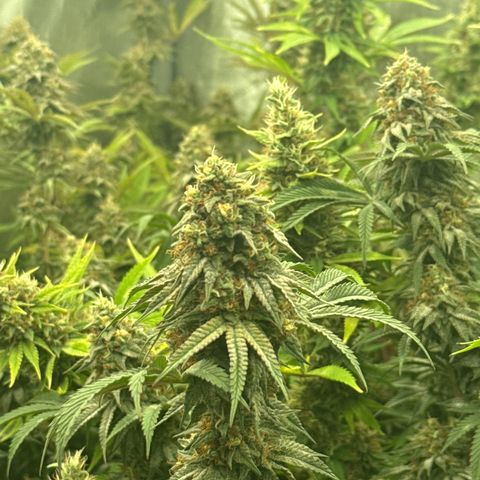 Apple AK #3 growlog timeline photo