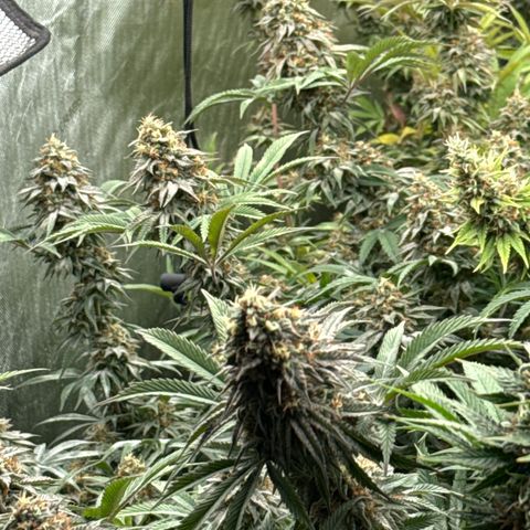 Apple AK #3 growlog timeline photo