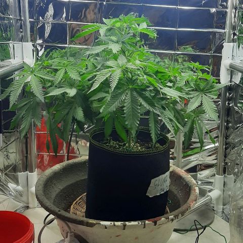 Slurricane growlog timeline photo