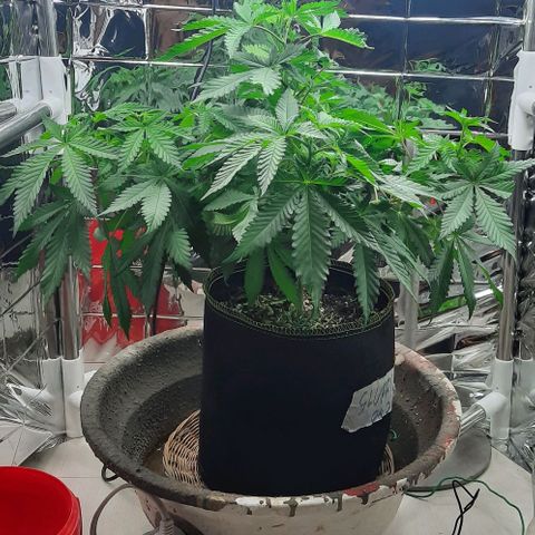 Slurricane growlog timeline photo