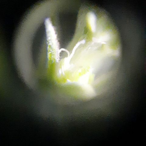 Slurricane growlog photo: Day 1 pistil