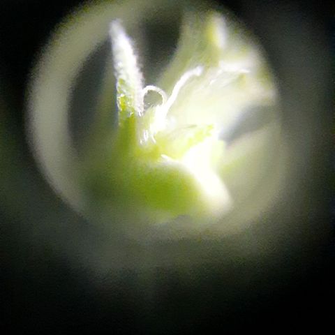 Slurricane growlog photo: Day 1 pistil