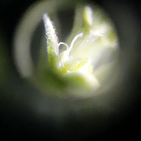 Slurricane growlog photo: Day 1 pistil
