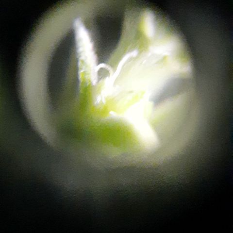 Slurricane growlog photo: Day 1 pistil
