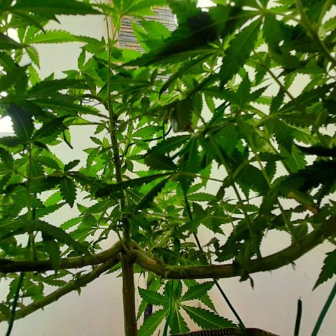 Slurricane growlog photo: Day 3