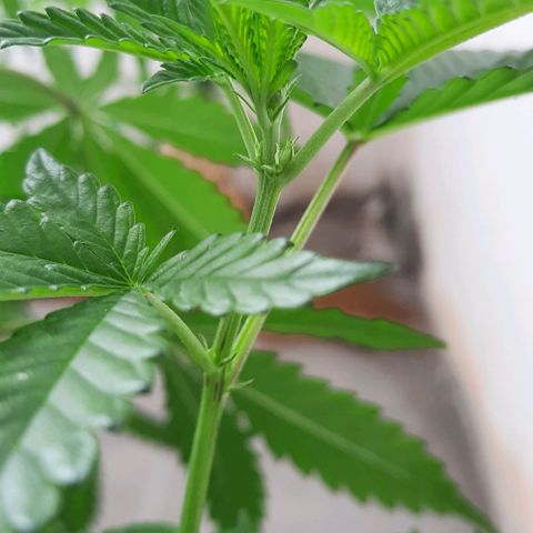 Slurricane growlog photo: Day 3