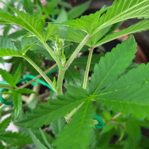 Slurricane growlog photo: Day 3