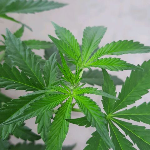Slurricane growlog photo: Day 3