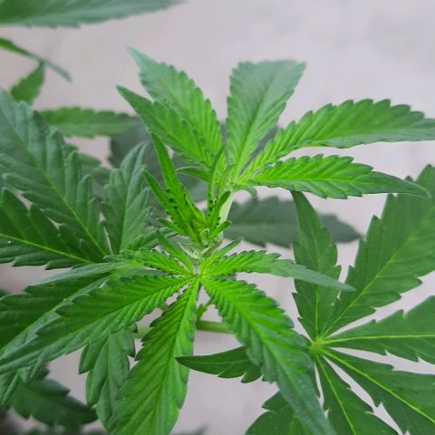 Slurricane growlog photo: Day 3