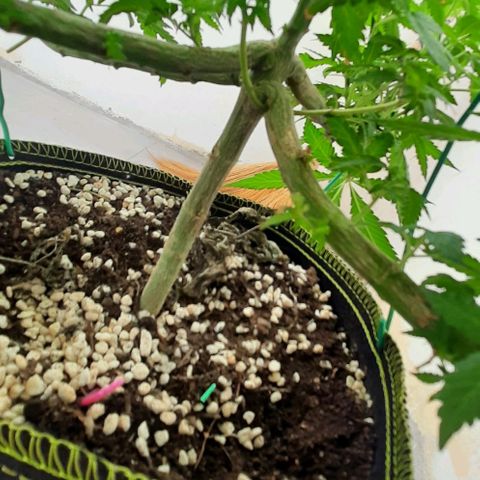 Slurricane growlog photo: Day 3