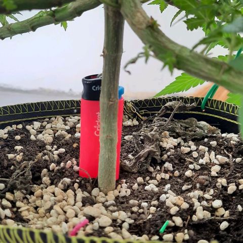 Slurricane growlog photo: Day 3