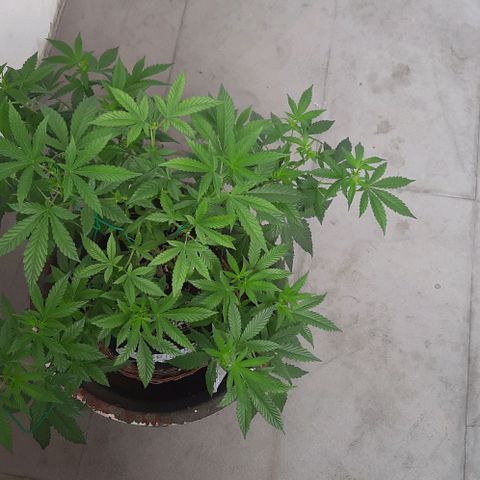 Slurricane growlog photo: Day 3