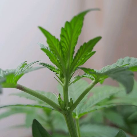 Slurricane growlog timeline photo