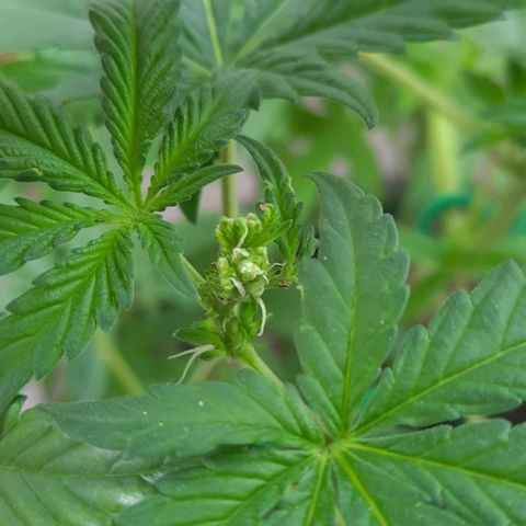 Slurricane growlog timeline photo