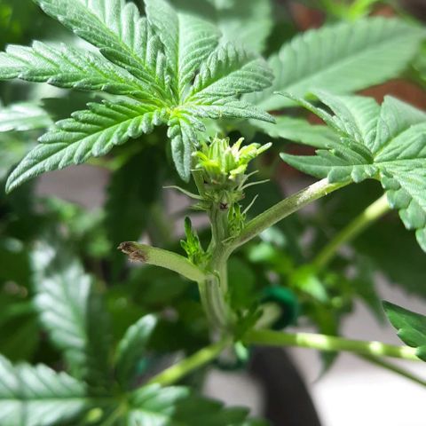 Slurricane growlog timeline photo