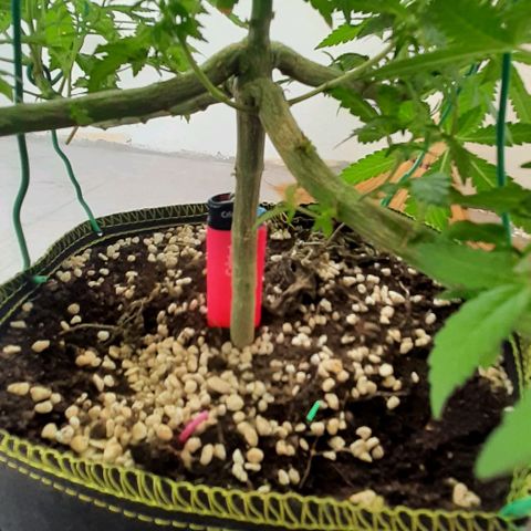 Slurricane growlog photo: Day 3