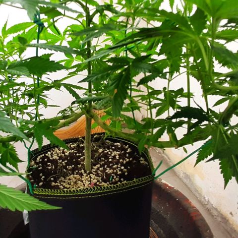 Slurricane growlog photo: Day 3