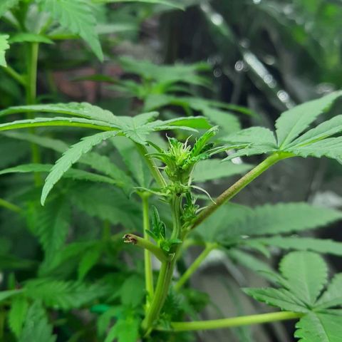 Slurricane growlog timeline photo