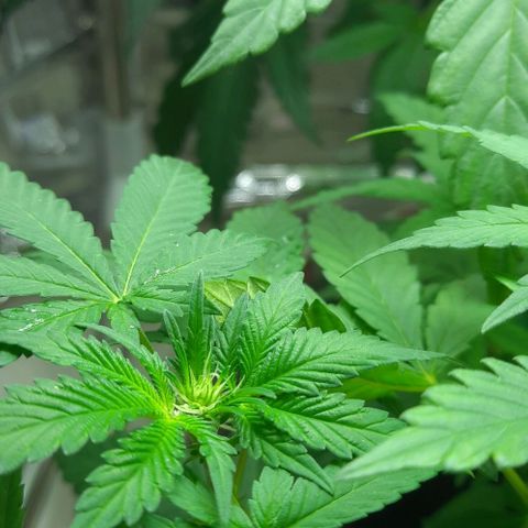 Slurricane growlog timeline photo