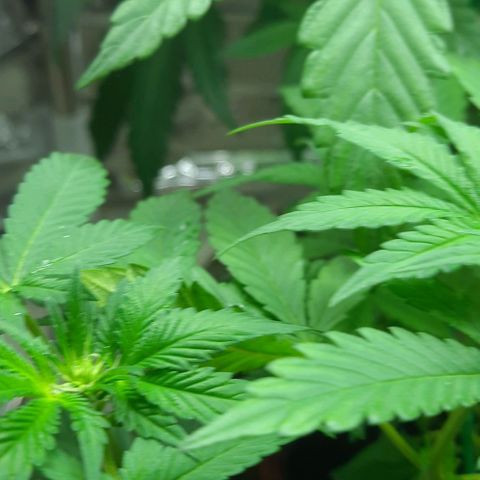 Slurricane growlog timeline photo