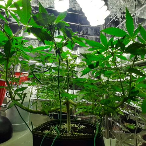 Slurricane growlog timeline photo