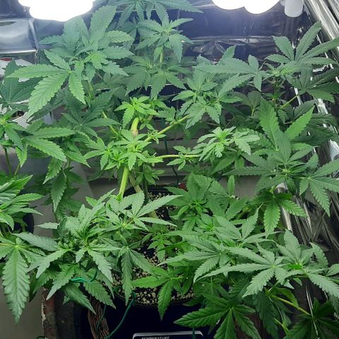 Slurricane growlog timeline photo