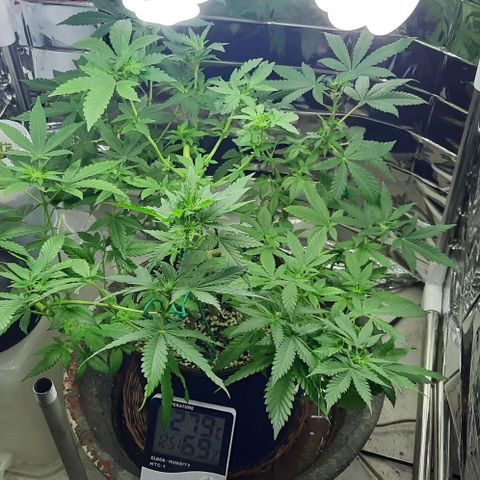 Slurricane growlog timeline photo