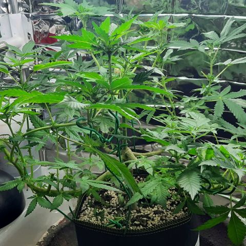 Slurricane growlog timeline photo