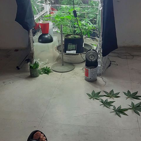 Slurricane growlog timeline photo