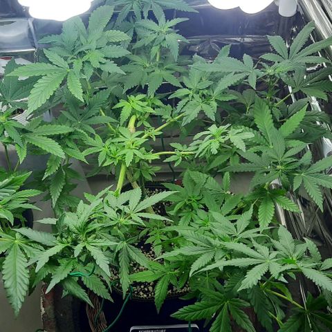 Slurricane growlog timeline photo