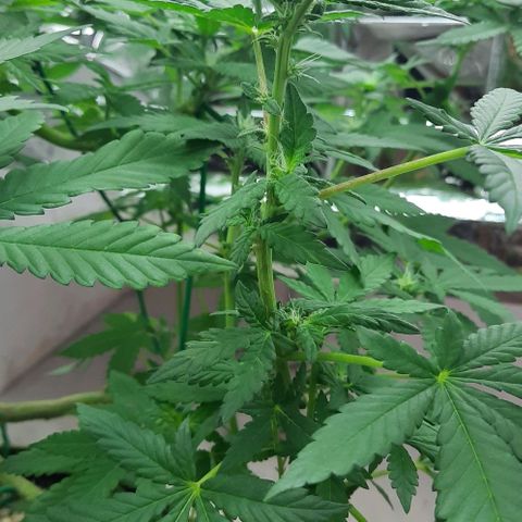 Slurricane growlog timeline photo