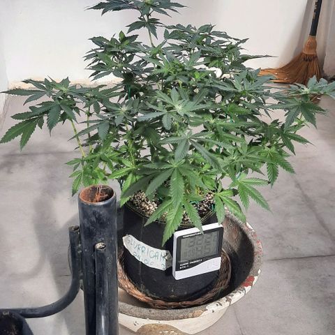 Slurricane growlog timeline photo