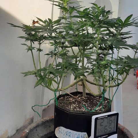 Slurricane growlog timeline photo