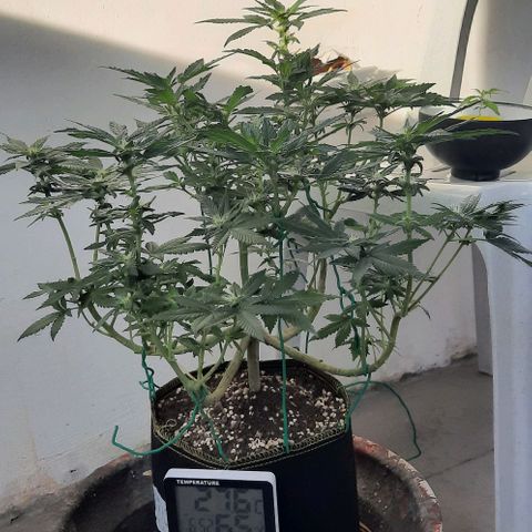 Slurricane growlog timeline photo