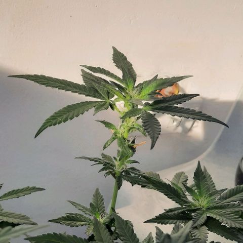 Slurricane growlog timeline photo